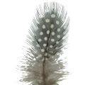 Floristik24 Real guinea fowl feathers decorative feathers natural 4-12cm 100pcs