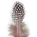 Floristik24 Real guinea fowl feathers pink with dots 4-12cm 100pcs