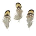 Floristik24 Real bird feathers decorative feathers striped 3-4cm 60pcs