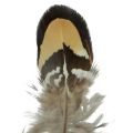 Floristik24 Real bird feathers decorative feathers striped 3-4cm 60pcs