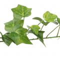 Floristik24 Ivy artificial green 90cm Artificial plant like real!