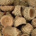 Acorn caps natural decorative acorns for crafting 1.5cm 200g | Floristik24.ie
