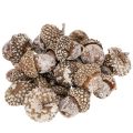 Floristik24 Acorns, natural product for decoration, whitewashed, 1-3cm, 300g