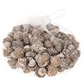 Acorns, natural product for