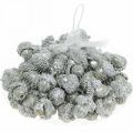 Floristik24 Decorative acorns silver, Advent decorations, natural autumn fruits, country house Ø1.5 - 2.5cm L1.5 - 3cm 300g