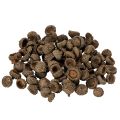 Floristik24 Natural acorn caps, decorative bowls for autumn and Advent, 2cm, 300g