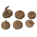 Natural acorn caps, decorative bowls for autumn and Advent, 2cm, 300g | Floristik24.ie