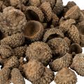 Natural acorn caps, decorative bowls for autumn and Advent, 2cm, 300g | Floristik24.ie