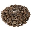 Natural acorn caps, decorative