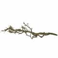 Floristik24 Decorative oak bonsai nature