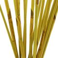 Floristik24 Decorative sticks, elephant reed yellow 20pcs