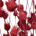 Floristik24 Dried Flowers Red Dry Thistle Strawberry Thistle Colored 100g