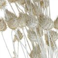 Floristik24 Dried Flowers White Dried Thistle Strawberry Thistle Colored 100g