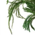 Floristik24 Erikamoos decorative moss green natural decoration dried 20-35cm 400g