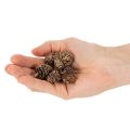 Alder cones, natural product for decoration and crafting, gold, 3cm, 300g | Floristik24.ie