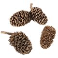 Alder cones, natural product