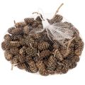 Alder cones, natural product