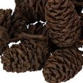 Natural alder cones, loose,