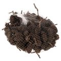 Natural alder cones, loose,