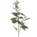 Floristik24 Artificial eucalyptus branch with buds deco branch 60cm