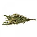Floristik24 Eucalyptus Preserved Branches Leaves Green Oval 150g