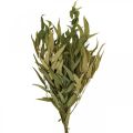 Floristik24 Eucalyptus Preserved Branches Leaves Green Oval 150g