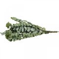 Floristik24 Eucalyptus Preserved Branches Leaves Round Green 150g