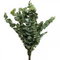 Floristik24 Eucalyptus Preserved Branches Leaves Round Green 150g