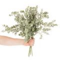 Artificial eucalyptus branch, decorative branch for vases and bouquets, 49cm, 4 pieces | Floristik24.ie