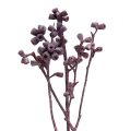 Floristik24 Eucalyptus branch blackberry frosted 25pcs