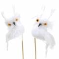 Floristik24 Decorative plug owl white 5cm 4pcs