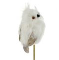Floristik24 Owl on stick white 9cm L48cm