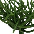 Floristik24 Euphorbia pick green 19cm 4pcs