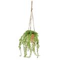 Floristik24 Artificial succulents in pot Sedum hanging basket 34cm