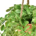 Floristik24 Artificial succulents in pot Sedum hanging basket 34cm