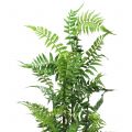 Floristik24 Tree fern in a pot green 80cm
