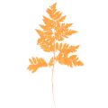 Floristik24 Dried and preserved fern fronds for floristry and autumn decoration, 42cm, 10 pieces
