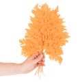 Dried and preserved fern fronds for floristry and autumn decoration, 42cm, 10 pieces | Floristik24.ie