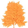 Dried and preserved fern fronds for floristry and autumn decoration, 42cm, 10 pieces | Floristik24.ie