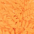 Dried and preserved fern