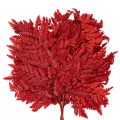 Preserved and dyed fern