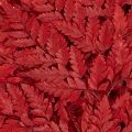 Preserved and dyed fern