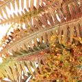Artificial fern wreath for table and door 35cm | Floristik24.ie