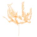 Floristik24 Fern branch, preserved fern, dried decoration for arrangements, 60cm, 10 pieces