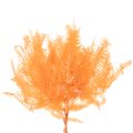 Fern branch, preserved fern, dried decoration for arrangements, 60cm, 10 pieces | Floristik24.ie