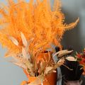 Fern branch, preserved fern, dried decoration for arrangements, 60cm, 10 pieces | Floristik24.ie