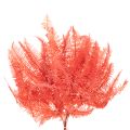 Ferns, preserved dried flowers, autumn decoration, 60cm, 10 pieces | Floristik24.ie