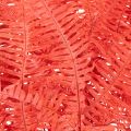 Ferns, preserved dried