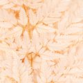 Dried fern decoration for vase 42cm 10pcs | Floristik24.ie