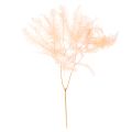 Floristik24 Dried fern fronds, fern decoration for vases, 60cm, 10 pieces